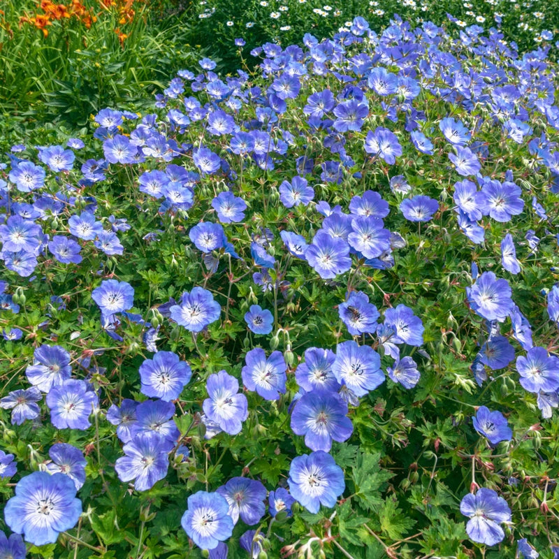 Rozanne Geranium – Spring Hill Nurseries