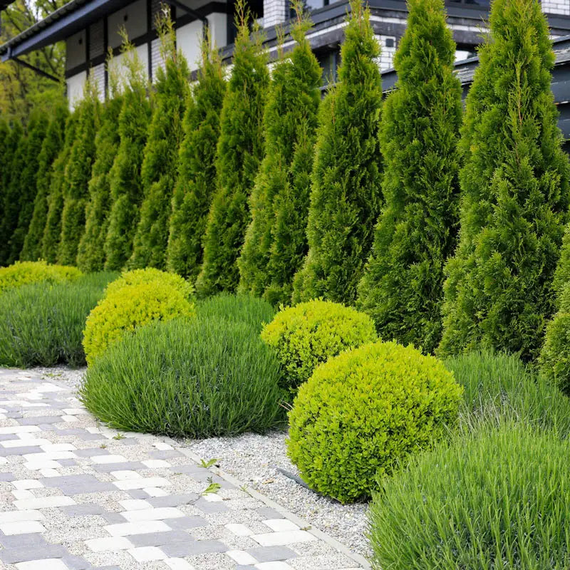 can you plant emerald green arborvitae next to house Emerald Green Arborvitae Hedge