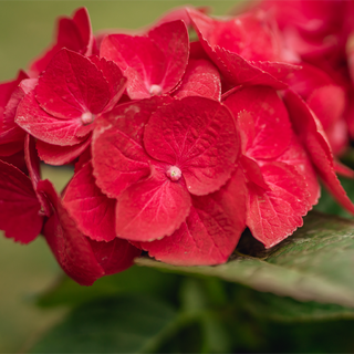 Glowing Embers Hydrangea