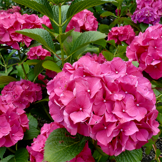 Glowing Embers Hydrangea
