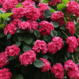 Glowing Embers Hydrangea