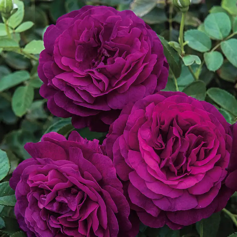 Grandiflora Roses