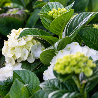 Grin and Tonic™ Reblooming Hydrangea