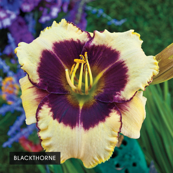 Color POP Reblooming Daylily Collection