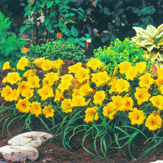 Stella de Oro Daylily