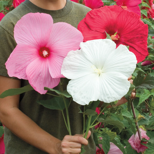 saucer hibiscus plant Our Choice Perennial Hibiscus