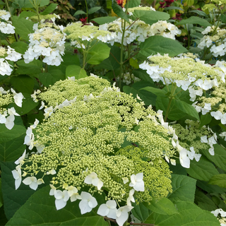 Haas Halo Hydrangea