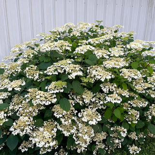 Haas Halo Hydrangea