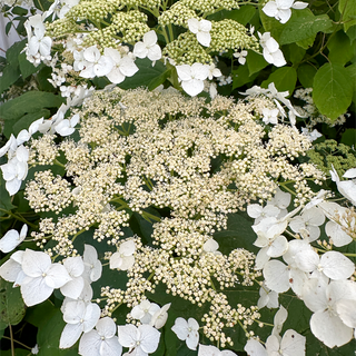 Haas Halo Hydrangea