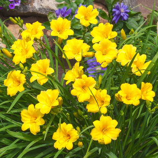 Stella de Oro Daylily