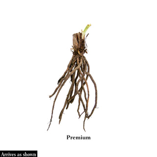 Sink Into Your Eyes Jumbo Daylily