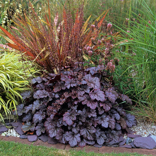 Plum Pudding Coral Bells
