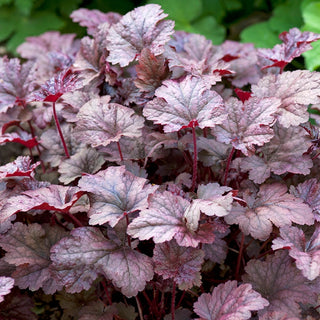 Plum Pudding Coral Bells