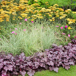 Plum Pudding Coral Bells