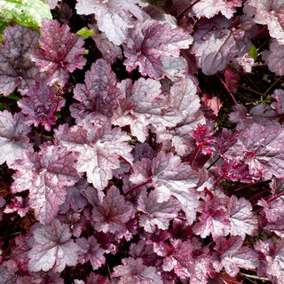 Plum Pudding Coral Bells