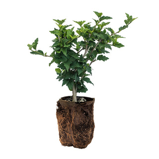 Josee Reblooming Lilac Shrub