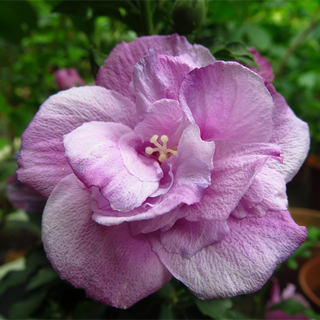 Ardens Hardy Hibiscus Standard Tree