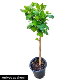 Marilyn's Choice Magnolia