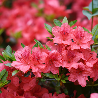 Holden Azalea