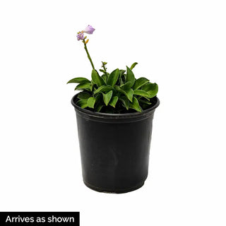 Hosta Albo Marginata