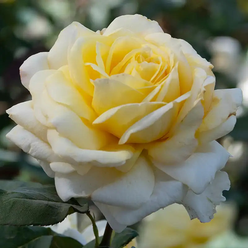 Hybrid Tea Roses