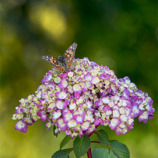 Endless Summer® Bloomstruck® Hydrangea