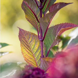 Endless Summer® Bloomstruck® Hydrangea