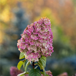 Strawberry Sundae® Hydrangea