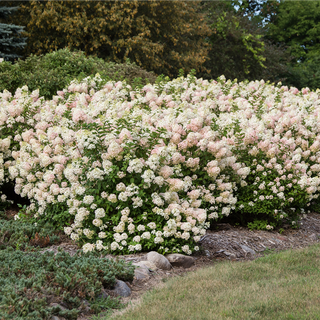 Strawberry Sundae® Hydrangea