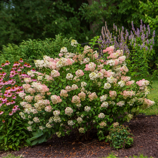 Strawberry Sundae® Hydrangea