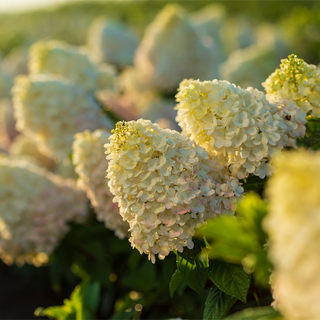 Strawberry Sundae® Hydrangea