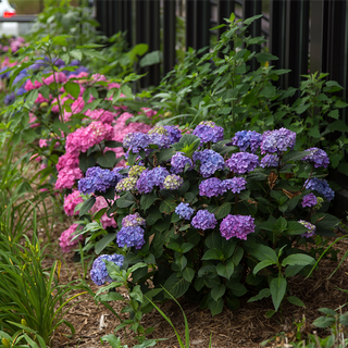 Endless Summer® Bloomstruck® Hydrangea