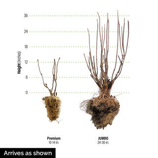 Blue Ribbon Butterfly Bush