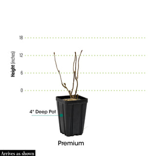 munchkin potted plant Munchkin Oakleaf Hydrangea – Spring Hill Nurseries