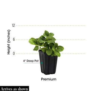 Endless Summer® Summer Crush® Hydrangea