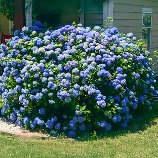 Ibloom™ Azure Skies™ Hydrangea