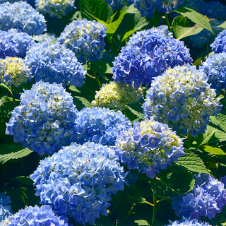 Ibloom™ Azure Skies™ Hydrangea