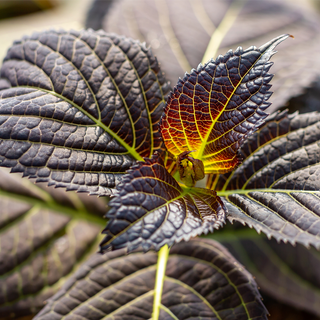 First Editions® Eclipse® Bigleaf Hydrangea