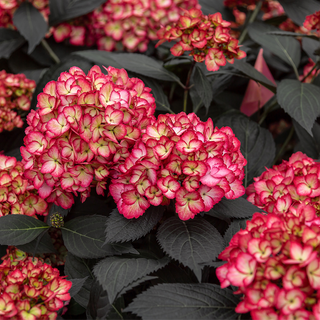 First Editions® Eclipse® Bigleaf Hydrangea