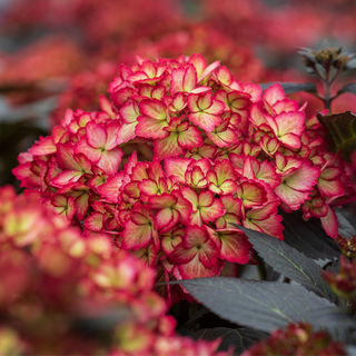 First Editions® Eclipse® Bigleaf Hydrangea