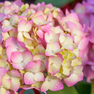 Endless Summer® Bloomstruck® Hydrangea