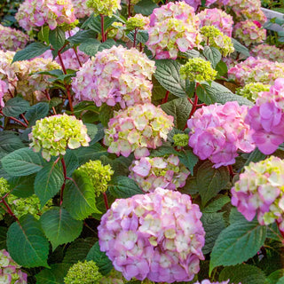Endless Summer® Bloomstruck® Hydrangea