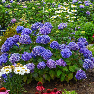 Endless Summer® Bloomstruck® Hydrangea
