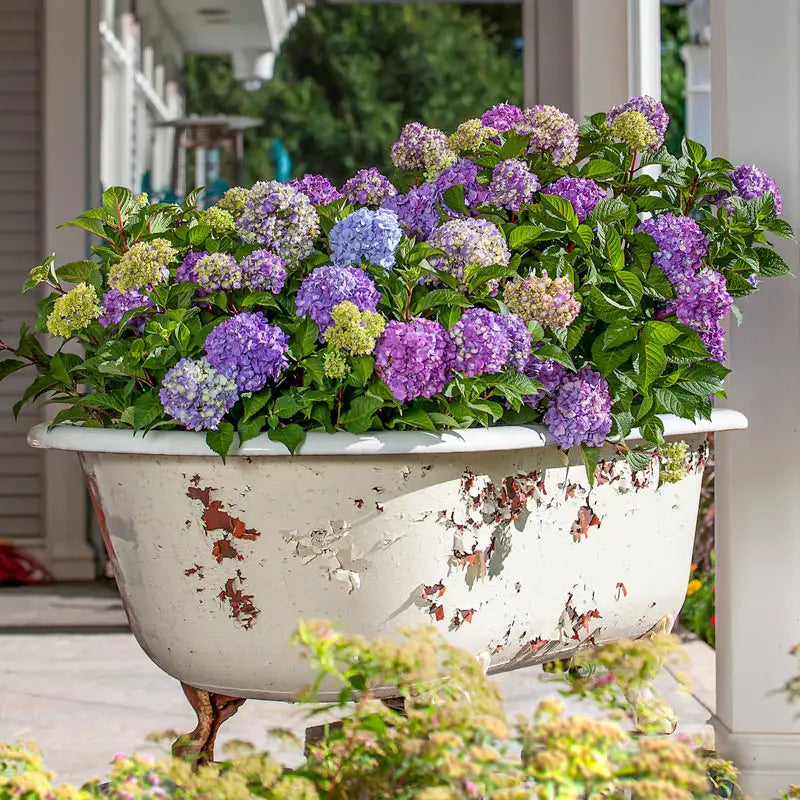 where to buy potted hydrangea plants Endless Summer Bloomstruck Hydrangea Plants