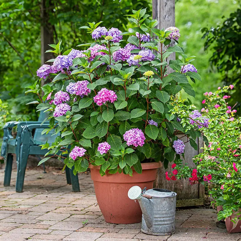 hydrangea succulent Endless Summer Bloomstruck Hydrangea Plants