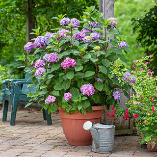 Endless Summer® Bloomstruck® Hydrangea