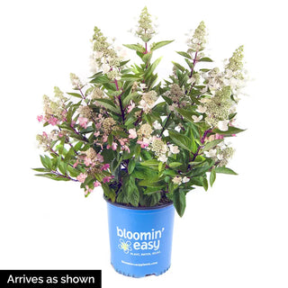 Flare™ Hydrangea