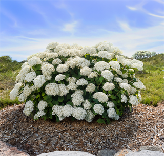 FlowerFull® Hydrangea
