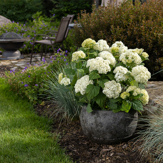 FlowerFull® Hydrangea
