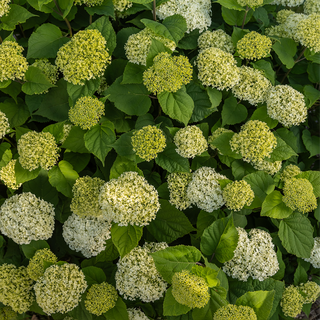 FlowerFull® Hydrangea